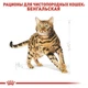 Сухий корм для кішок Royal Canin BENGAL для дорослих кішок породи Бенгал 400г - зображення 2