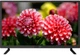 Телевизор Liberty LD-2429 - изображение 1