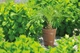 Пальмовка для квітів Form-Wood Plastic кругла під дерево 7,5 л 22 х 26 см Теракот - зображення 2