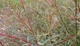 Верба пурпурова Ненсі Саундерс / Salix purpurea Nancy Saunders С15 /Н 150-180 - изображение 3