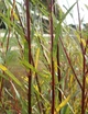 Верба пурпурова Ненсі Саундерс / Salix purpurea Nancy Saunders С15 /Н 150-180 - изображение 10