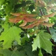 Клён остролистый Глобозум (штамб) / Acer platanoides Globosum С45 Ра180 Н260 обх.6-8 - изображение 2