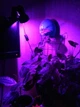 Фитолампа GreenHouse GR-5 з світильником-прищіпка - зображення 2
