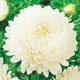 Семена Астра карликовая Снежок (726547) - изображение 1