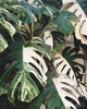 Monstera Deliciosa Bont variegatum Монстера вариегатная, 115-125см, объем горшка 7л - изображение 2