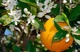 Цитрус Китайський Апельсин Citrus sinensis Orangin, висота 60см, об'єм горщика 1,5 л - зображення 1