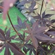 Японский клен Japanese maple, acer palmatum Bloodgood Best Seller, 70-90см, объем горшка 3л - изображение 1