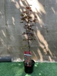 Японский клен Japanese maple, acer palmatum Bloodgood Best Seller, 70-90см, объем горшка 3л - изображение 2