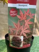 Японский клен Japanese maple, acer palmatum Bloodgood Best Seller, 70-90см, объем горшка 3л - изображение 3