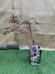 Японский клен Japanese maple, acer palmatum Inaba-shidare, 60-80см, объем горшка 3л - изображение 2