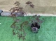 Японский клен Japanese maple, acer palmatum Inaba-shidare, 60-80см, объем горшка 3л - изображение 3