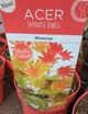 Японский клен (Japanese maple) Moonrise, 60-70см, объем горшка 3л - изображение 3