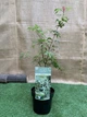 Японский клен (Japanese maple) Ukigomo, 60 - 70см, объем горшка 3л (RG025) - изображение 3