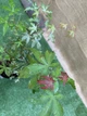 Японский клен (Japanese maple) Ukigomo, 60 - 70см, объем горшка 3л (RG025) - изображение 4