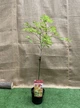Японский клен (Japanese maple) Moonrise Multi Colour на штамбе, 90-110 см, объем горшка 3л (RG004) - изображение 2