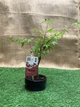 Японский клен (Japanese maple) Bonsai Atropurpureum, 40-45 см, керамический горшок - изображение 3
