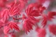 Японский клен (Japanese maple) Beni-maiko Perfect for Patio, 60-80 см, объем горшка 3л (RG258) - изображение 1