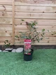 Японский клен (Japanese maple) Beni-maiko Perfect for Patio, 60-80 см, объем горшка 3л (RG258) - изображение 3