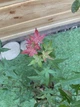 Японский клен (Japanese maple) Beni-maiko Perfect for Patio, 60-80 см, объем горшка 3л (RG258) - изображение 4