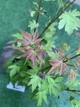 Японский клен (Japanese maple) Orange Dream, 30 - 40 см, объем горшка 0,75л - изображение 4