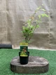 Японский клен (Japanese maple) Orange Dream, 30 - 40 см, объем горшка 0,75л - изображение 6