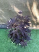 Японский клен Japanese maple, acer palmatum Livy, 70-90см, объем горшка 3,5л - изображение 1