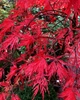 Большой японский клен Japanese maple, acer palmatum Garnet, 1.5 - 2м, объем горшка 25л (RG259) - изображение 1