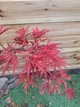 Большой японский клен Japanese maple, acer palmatum Garnet, 1.5 - 2м, объем горшка 25л (RG259) - изображение 4