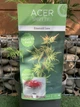 Японський клен Japanese maple, acer palmatum Emerald Lace, висота 60-80см, об`єм горщику 3л - изображение 2