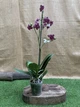 Орхидея Фаленопсис Дикий Кот Orchid Phalaenopsis Wild Cat 1 ветка - изображение 3