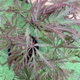 Японський клен Japanese maple, acer palmatum Garnet, 30 см, горшок 10 - зображення 2