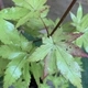 Японский клен (Japanese maple) Summer Gold, 95-115см, объём горшка 3л - изображение 2