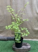 Японский клен (Japanese maple) Summer Gold, 95-115см, объём горшка 3л - изображение 1