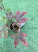 Японский клен (Japanese maple) Atropurpureum, 70-90 см, объем горшка 3л (RG001) - изображение 3