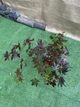Японский клен (Japanese maple) Atropurpureum, 70-90 см, объем горшка 3л (RG001) - изображение 4