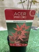 Японский клен (Japanese maple) Atropurpureum, 70-90 см, объем горшка 3л (RG001) - изображение 5