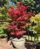 Японский клен Japanese maple, acer palmatum Little Red, 70-90см, горщик 34" - изображение 3
