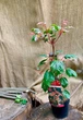 Японский клен (Japanese maple) Red Flamingo Pink Winter Wood, 80-100 см, объем горшка 3л - изображение 4