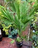 Пальма веерная Хамеропс Chamaerops Humilis, H 110-120см, Ø21 см - изображение 2