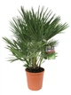 Пальма Хамеропс веерная Chamaerops Humilis, висота 90-100см, объем горшка 5л - изображение 1