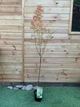 Японський клен Japanese maple, acer palmatum Tsukasa Silhouette Columnar, висота 1,6 - 1,7м, об`єм горщику 3,5л - изображение 1