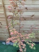 Японський клен Japanese maple, acer palmatum Tsukasa Silhouette Columnar, висота 1,6 - 1,7м, об`єм горщику 3,5л - изображение 2