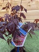 Японский клен (Japanese maple) Atropurpureum, 30-40см, объем горшка 0,8л (RG002) - изображение 2