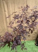 Японский клен Japanese maple, acer palmatum Trompenburg, 90-100см, объем горшка 3л - изображение 1