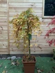 Японский клен Japanese maple, acer palmatum Ryusen Green Carpet, 1,5м, объем горшка 20л - изображение 2