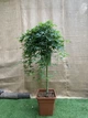 Японский клен Japanese maple, acer palmatum Ryusen Green Carpet, 1,5м, объем горшка 20л - изображение 3