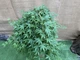 Японский клен Japanese maple, acer palmatum Ryusen Green Carpet, 1,5м, объем горшка 20л - изображение 4