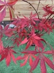 Японський клен (Japanese maple, acer palmatum) Sumi nagashi, висота 70-80см, об`єм горщику 4л - изображение 2