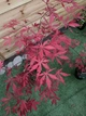Японський клен (Japanese maple, acer palmatum) Sumi nagashi, висота 70-80см, об`єм горщику 4л - изображение 3