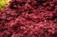 Японский клен (Japanese maple) Shaina, 60-80см, объём горшка 3л (RG054) - изображение 3